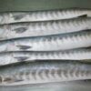 FROZEN AND DRY SALMON FISH - Image 4